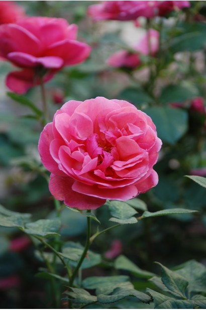 Рожеві бутони троянди великоквіткової